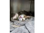 Adopt Claire a Spotted Tabby/Leopard Spotted Domestic Shorthair (short coat) cat