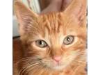 Adopt Bubbles a Orange or Red Domestic Mediumhair / Mixed cat in Morgan Hill