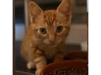 Adopt Blu a Orange or Red Domestic Mediumhair / Mixed cat in Morgan Hill