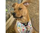 Adopt Murphy a Tan/Yellow/Fawn Pointer / Mixed dog in Austin, TX (38898390)