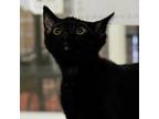 Adopt Pepper a All Black Domestic Shorthair / Mixed cat in Waynesboro