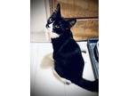 Adopt Pennington a Black & White or Tuxedo Domestic Shorthair (long coat) cat in