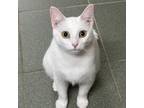 Adopt Piper a White Domestic Shorthair / Mixed cat in Mocksville, NC (38655892)