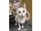 Adopt Cheerio a White Domestic Shorthair (short coat) cat in Covina