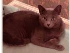 Adopt Xin a Gray or Blue (Mostly) Russian Blue cat in Wake Forest, NC (38882951)