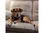 Adopt Annie a Black Beagle / Labrador Retriever / Mixed dog in St Paul