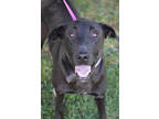 Adopt Johnny Bocephus a Black Labrador Retriever / Mixed dog in Bowling Green
