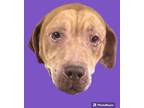 Adopt Willow a Labrador Retriever / American Pit Bull Terrier / Mixed dog in