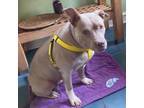 Adopt Nieema a Pit Bull Terrier