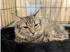 Adopt Mika 7850 a Domestic Mediumhair / Mixed cat in Dallas, TX (38871469)
