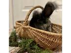 Adopt Cinder a Angora, English / Mixed rabbit in Shawnee, KS (38887489)