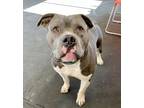 Adopt Chulo a Gray/Silver/Salt & Pepper - with White Pit Bull Terrier / Pit Bull