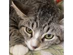 Adopt Medina a Black (Mostly) Domestic Shorthair / Mixed cat in Kanab