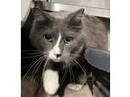 Adopt Scar a Gray or Blue Domestic Shorthair / Domestic Shorthair / Mixed cat in