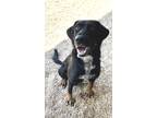 Adopt Ward a Black Rottweiler / Mixed dog in Gray, LA (38881850)