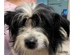 Adopt Gizmo a Black - with White Australian Terrier / Silky Terrier / Mixed dog