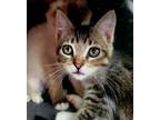 Adopt Charisse a Brown Tabby Abyssinian (short coat) cat in Clackamas