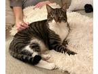 Adopt Oliver a Gray, Blue or Silver Tabby Bengal / Mixed (medium coat) cat in