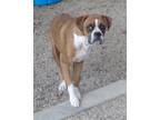 Adopt WENDY a Brindle Boxer / Mixed dog in Kuna, ID (38871789)