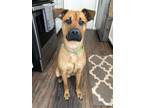 Adopt Guinness a Tan/Yellow/Fawn - with Black German Shepherd Dog / Labrador