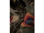 Adopt Chonkette a Gray or Blue (Mostly) Domestic Shorthair / Mixed cat in