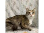 Adopt Canvas a Domestic Medium Hair