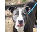 Adopt Vroom Vroom a Pit Bull Terrier