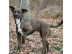 Adopt Mocha Dream a Pit Bull Terrier, Plott Hound