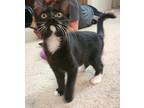Adopt Tio a Black & White or Tuxedo Domestic Mediumhair (medium coat) cat in