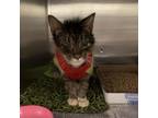 Adopt Sugar Plum a Domestic Short Hair