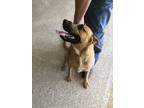 Adopt Graham Cracker a Tan/Yellow/Fawn Mixed Breed (Large) / Mixed dog in