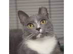 Adopt Chibo a Domestic Short Hair