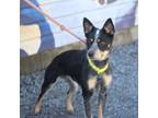 Adopt Escalator a Australian Cattle Dog / Blue Heeler