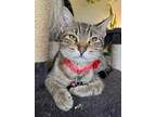 Adopt Ruby a Brown Tabby Domestic Shorthair (short coat) cat in Muskego