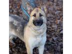 Adopt Helga a German Shepherd Dog