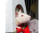 Adopt Meryl Silverburgh a Rat small animal in Evansville, IN (38656950)