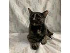 Adopt Abstract a Domestic Short Hair