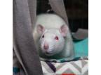 Adopt Aerith Gainsborough a Rat small animal in Evansville, IN (38656949)
