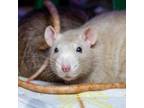 Adopt Lara Croft a Rat small animal in Evansville, IN (38656941)