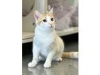 Adopt Popcorn 2.0 a Domestic Shorthair cat in Honolulu, HI (38714389)