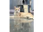 Adopt Cosmos a Domestic Shorthair cat in Honolulu, HI (38714388)