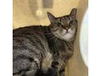 Adopt Gracie a Domestic Short Hair