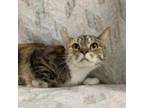 Adopt Paper Mache a Domestic Medium Hair