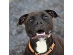 Adopt Katmai a Pit Bull Terrier, Boxer