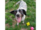 Adopt Spring Has Sprung a Australian Cattle Dog / Blue Heeler