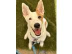 Adopt Ranger a White Australian Cattle Dog / Mixed dog in Durango, CO (38812234)