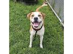 Adopt Butters a Tan/Yellow/Fawn Pit Bull Terrier / Mixed dog in Harrisonburg