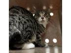 Adopt Kaholo a Domestic Short Hair