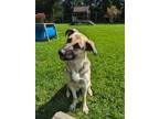 Adopt Lana a Black Mixed Breed (Large) / Mixed dog in Ashtabula, OH (38846039)