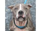 Adopt Nikita Celeste a Pit Bull Terrier